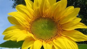 Pollinators