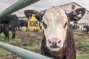 meat shortage