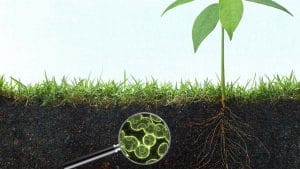 Soil Microbes