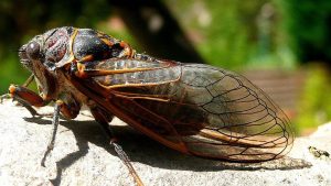 Cicadas