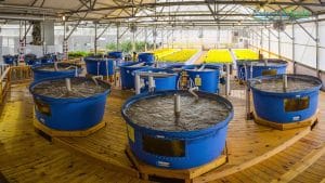 Aquaponics
