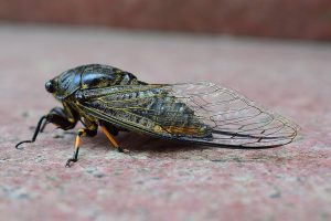 cicada