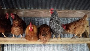 Harvesting Chickens