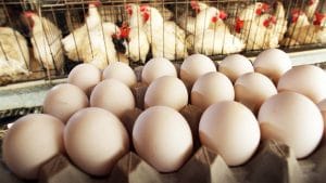 Vital Farms Eggs