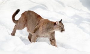 mountain lion