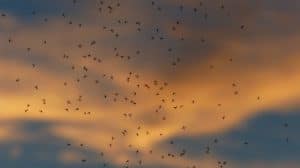 genetically modified mosquitoes