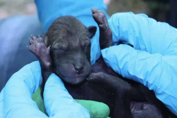 Rhode Island zoo welcomes birth of world’s most endangered wolf
