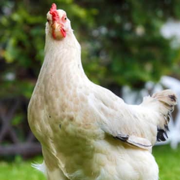 Chicken Hatching