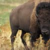 Free Farm Friday- Oh Give Me A Home Where The Buffalo Meat Roams! With Tristan Scott of Bitcoin and Bison