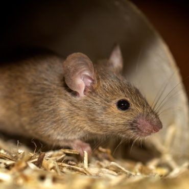 Rat Czar
