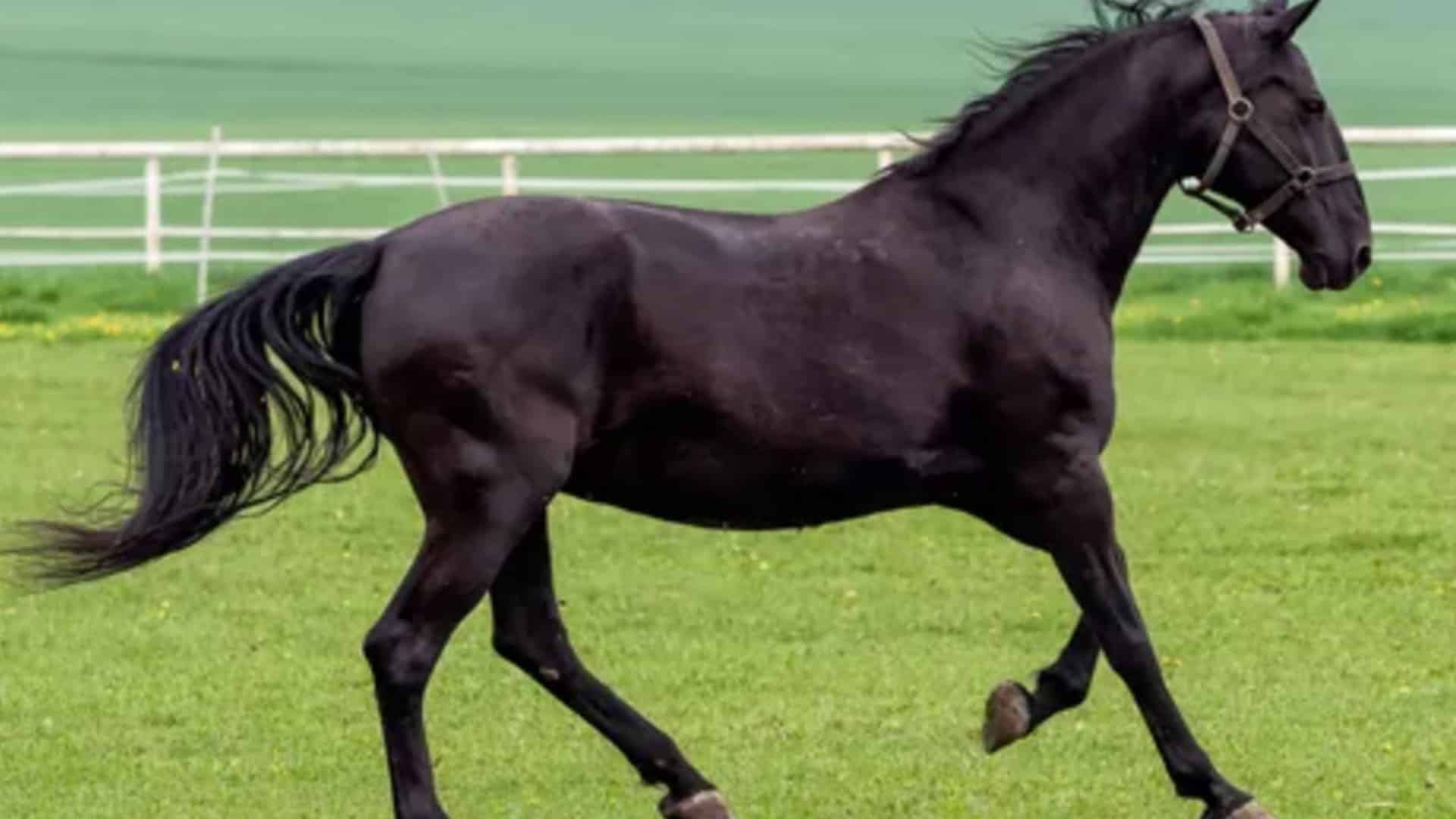 The Early Show- Black Beauty For Dinner?!