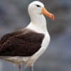 The Early Show-The Coronation And The Albatross