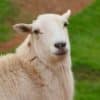 Free Farm Friday-They Want EWE! Turning Social Medialites Into Homesteaders. with Michael Thomas