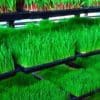 Soil-less Vertical Farming Is The Industrial Nightmare Horror Show