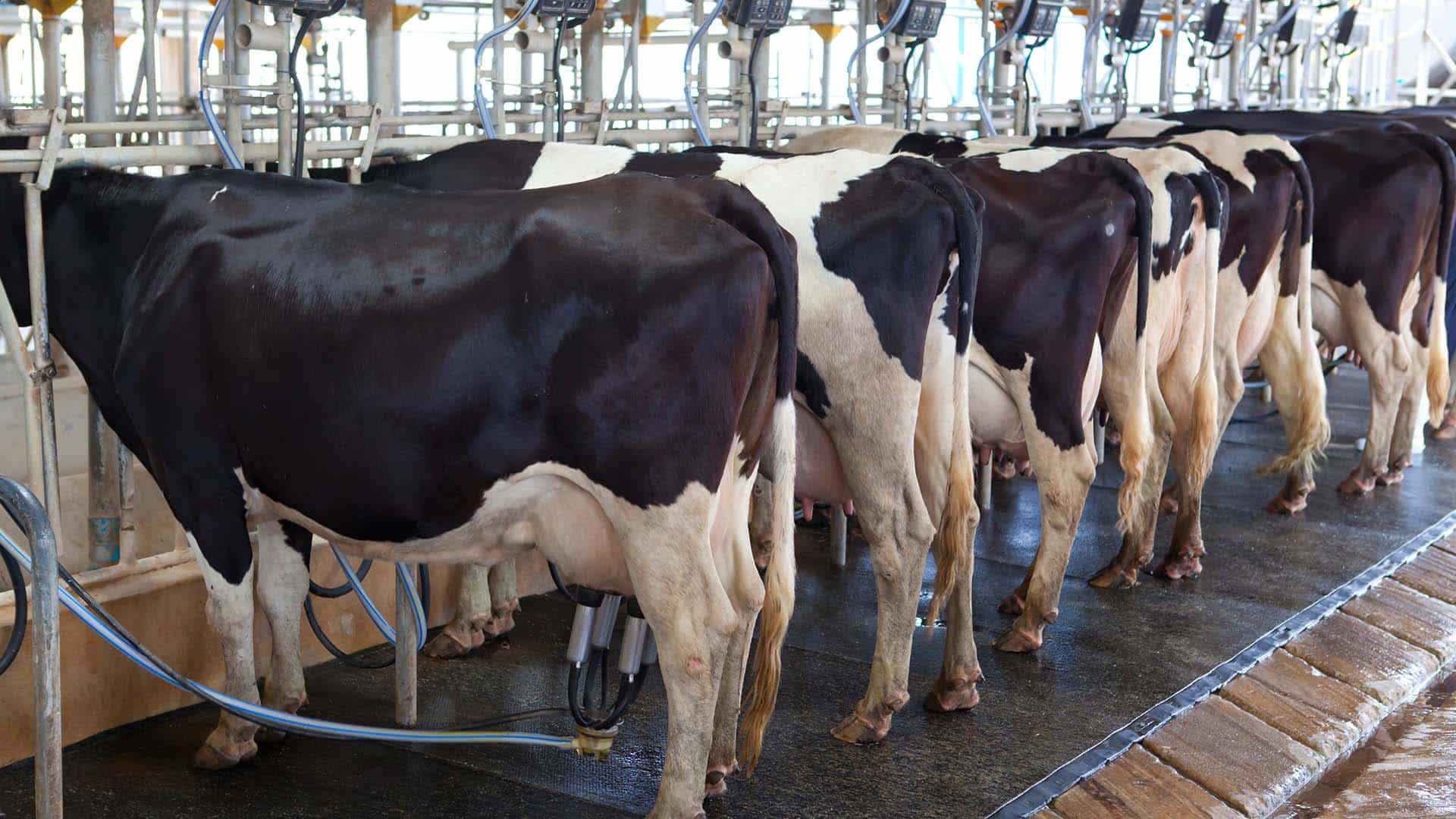 Free Farm Friday-Using Immobilized Cows As Milk Dispensers, Uh, That’s Not Organic Either