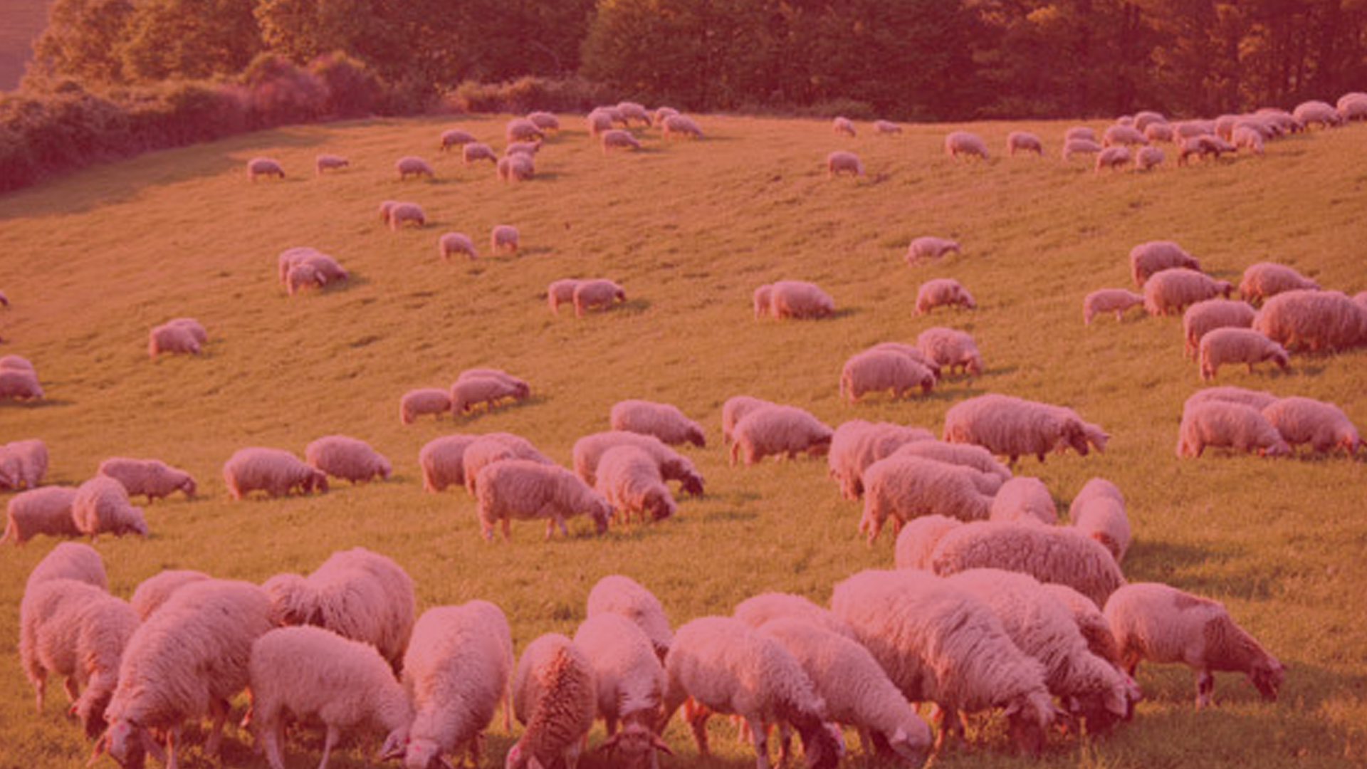 Free Farm Friday-Grazing Sheep Are Coming Baaaacck To Your Favorite Vineyard.